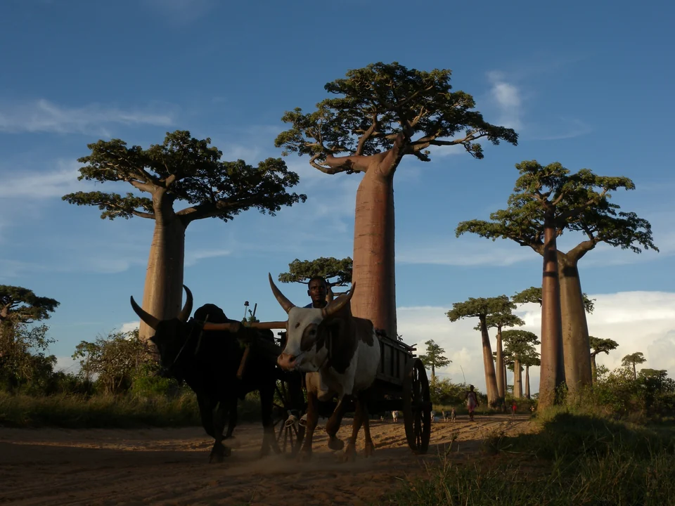 Ein Zebu-Karren fährt auf dem unbefestigten Weg unter riesigen Baobabs auf der Baobab-Allee entlang.
