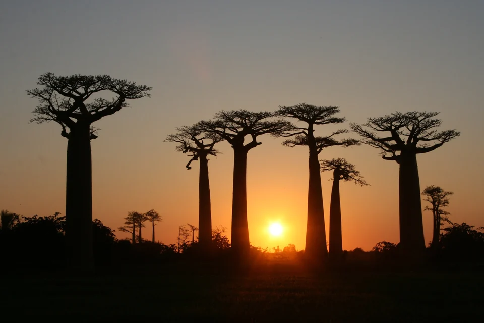 Silhouetten hoher Baobabbäume vor einem orangefarbenen Sonnenuntergang auf der Baobab-Allee, Madagaskar