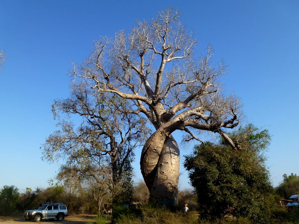 Zwei ineinander verschlungene Baobabstämme des Baobab Amoureux bei Morondava unter blauem Himmel