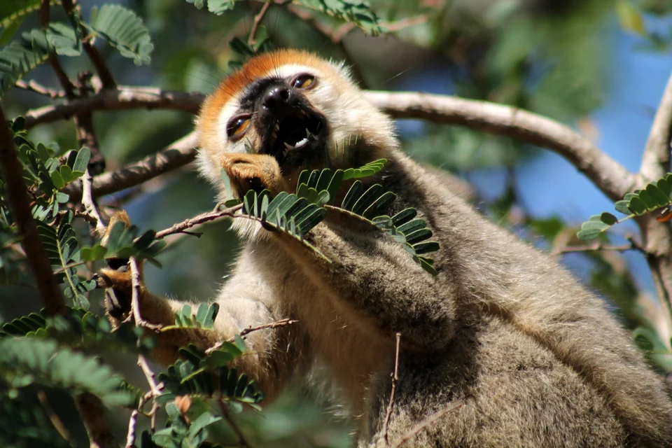 Rotstirnlemuren fressen Blätter im Trockenwald von Kirindy, Westmadagaskar