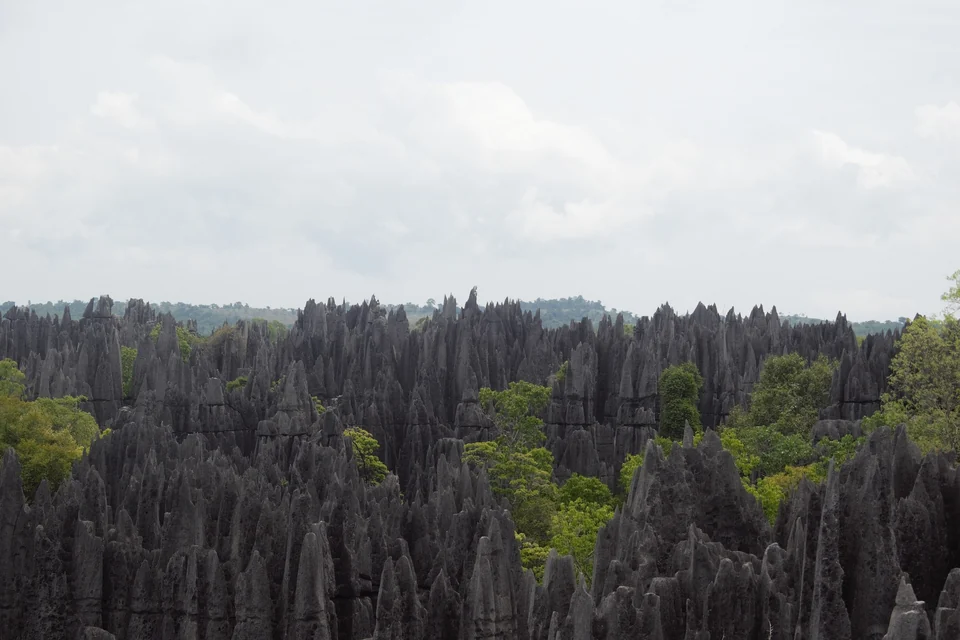 Graue Kalksteinspitzen der Tsingy de Bemaraha ragen über Waldinseln in Madagaskar empor.