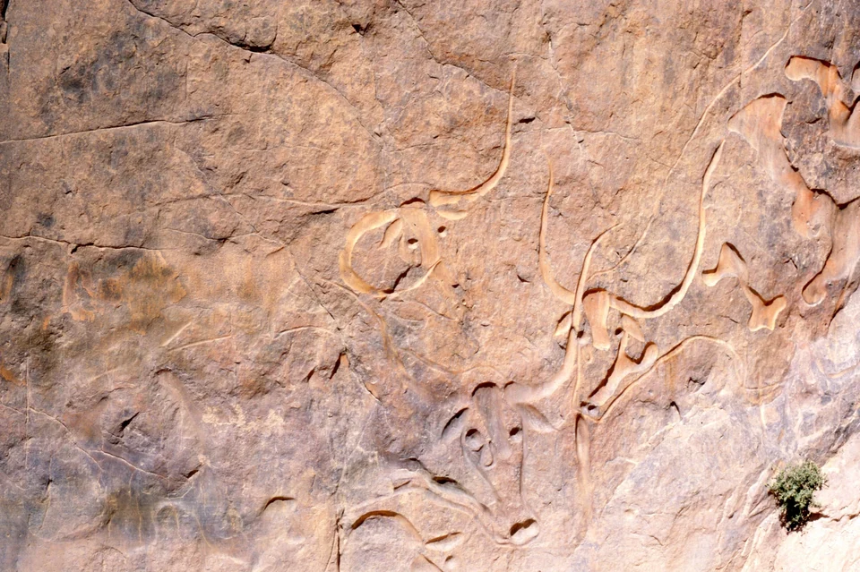 Prehistoric rock engraving of cattle carved into a sandstone surface in the Tassili n’Ajjer, Algeria