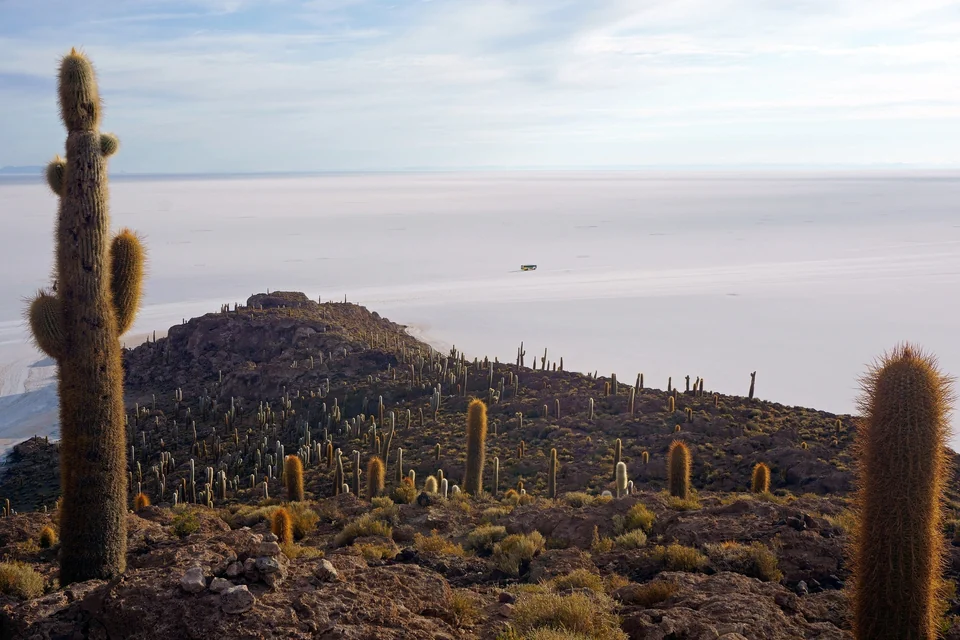Giant cacti on Isla Incahuasi overlooking the white Salar de Uyuni salt flat in Bolivia