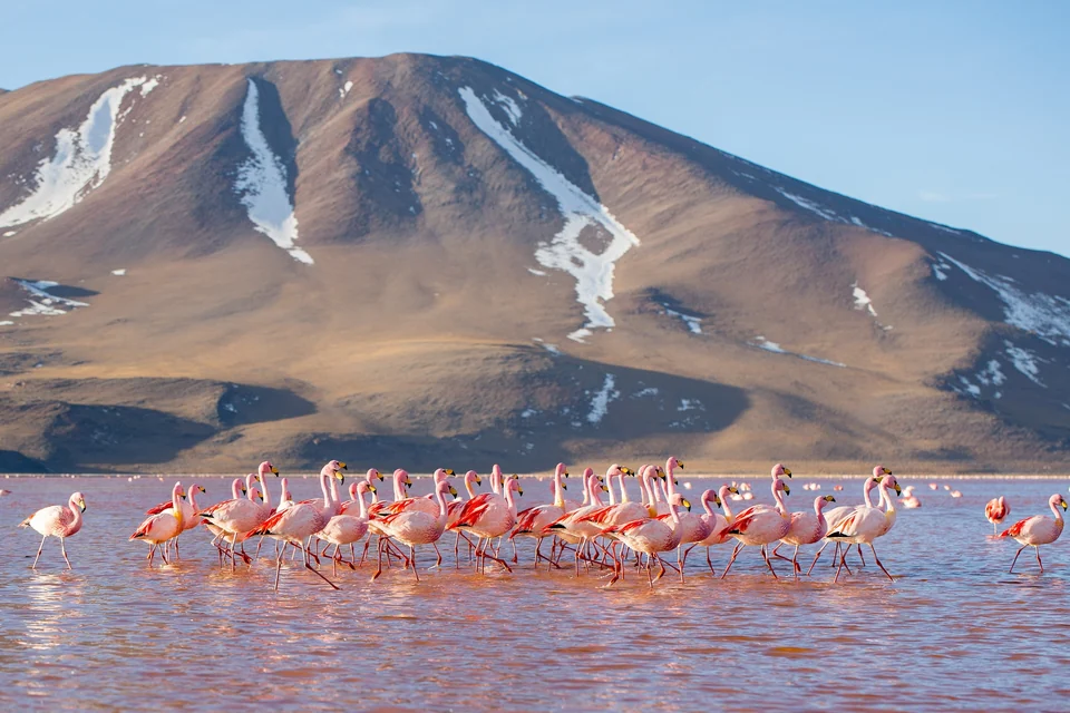 Flock of James's flamingos wading in the red water of Laguna Colorada below a brown volcano, Bolivia