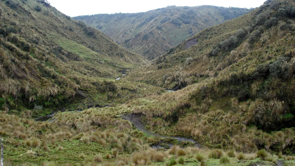 Páramo-Grasland an den hohen Hängen des Nationalparks Sangay, Ecuador