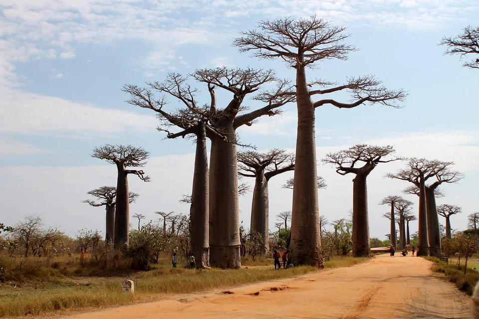 Towering Grandidier’s baobabs lining the red dirt road of the Avenue of the Baobabs near Morondava, Madagascar